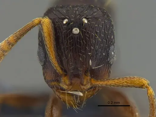 Rogeria scandens - IAVH-E-263232