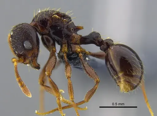 Rogeria scandens - IAVH-E-263232