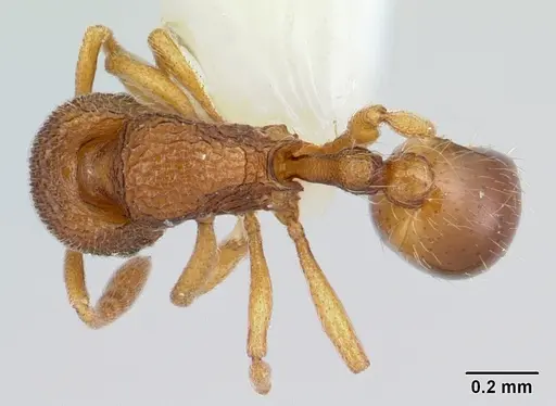 Rogeria scobinata specimen