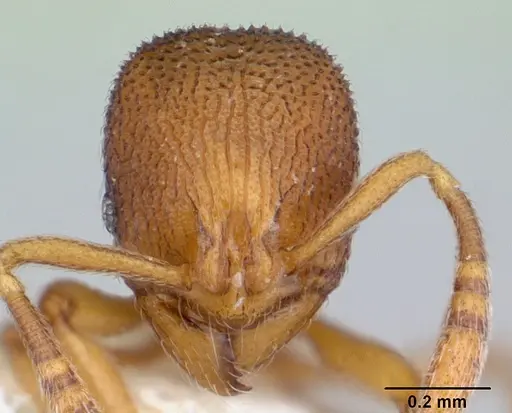 Rogeria scobinata specimen