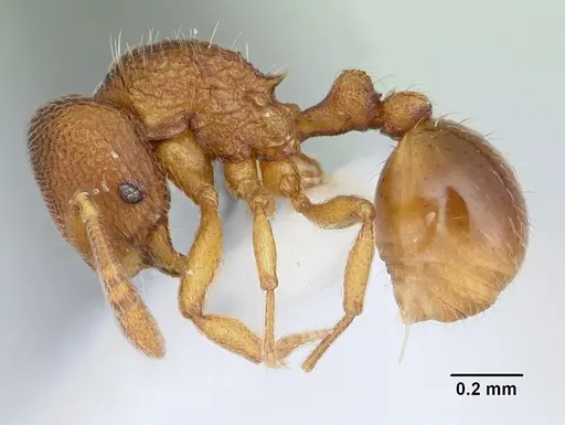 Rogeria scobinata specimen