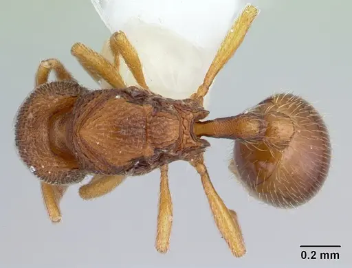 Rogeria scobinata - CASENT0178170