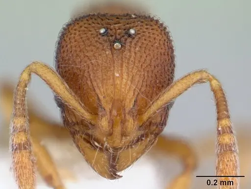 Rogeria scobinata - CASENT0178170