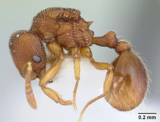 Rogeria scobinata - CASENT0178170