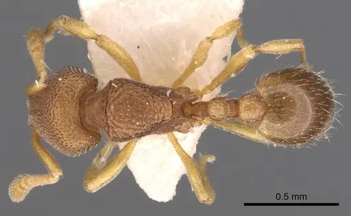 Rogeria scobinata - CASENT0900954