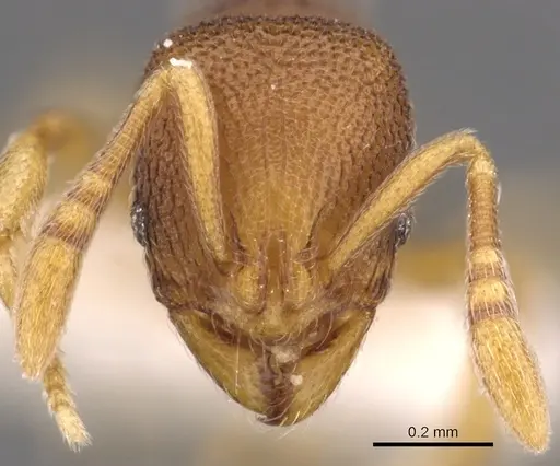 Rogeria scobinata - CASENT0900954