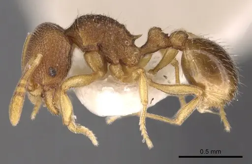 Rogeria scobinata - CASENT0900954