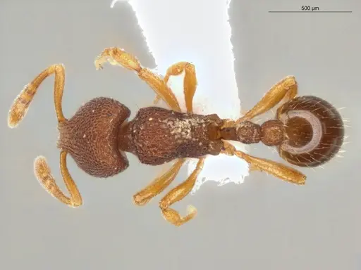 Rogeria scobinata - ECOFOG-MI15-0346-21