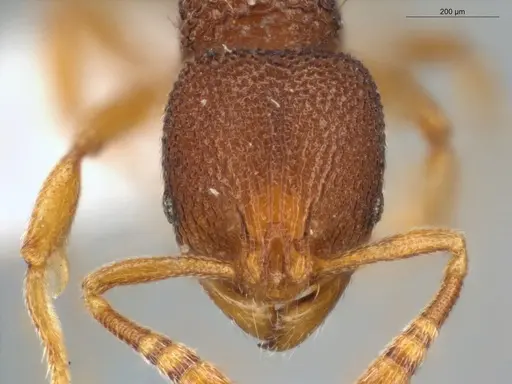 Rogeria scobinata - ECOFOG-MI15-0346-21