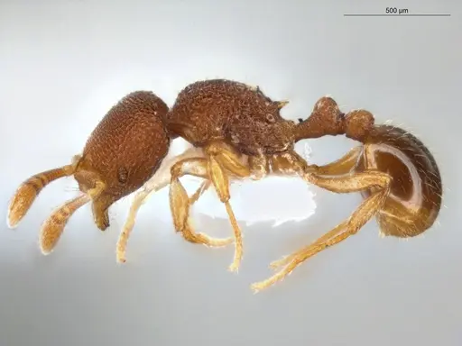 Rogeria scobinata - ECOFOG-MI15-0346-21