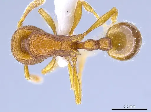 Rogeria sicaria specimen