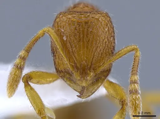 Rogeria sicaria specimen