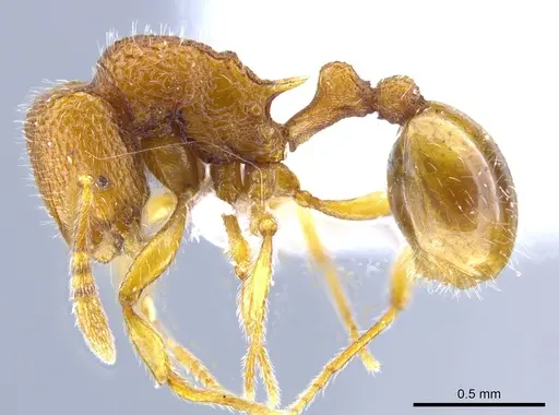 Rogeria sicaria specimen