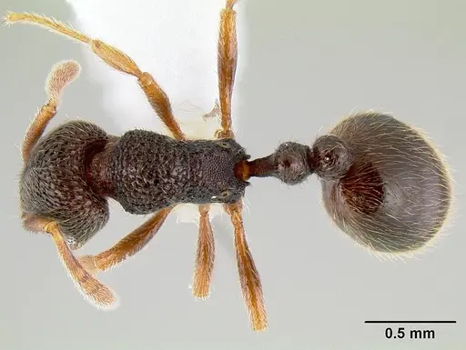 Rogeria stigmatica specimen