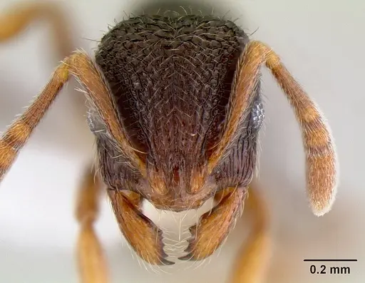 Rogeria stigmatica specimen