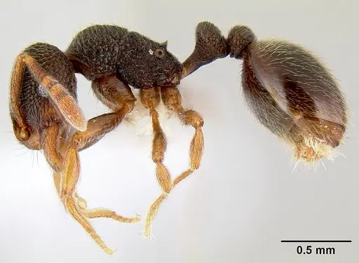 Rogeria stigmatica specimen