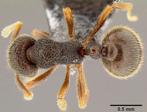 Rogeria stigmatica - CASENT0171046