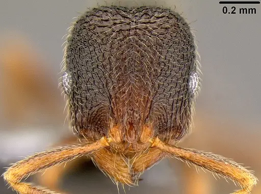 Rogeria stigmatica - CASENT0171046