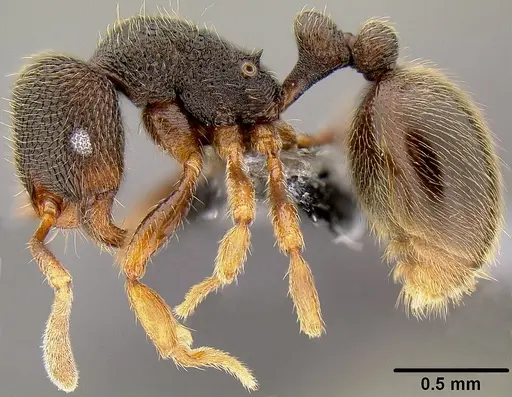 Rogeria stigmatica - CASENT0171046