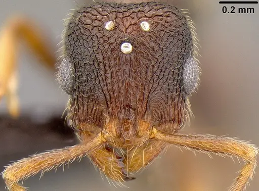 Rogeria stigmatica - CASENT0171101