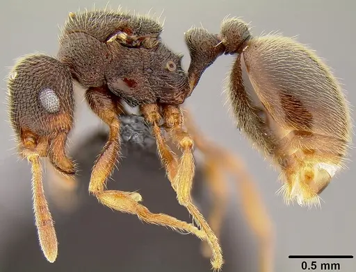 Rogeria stigmatica - CASENT0171101