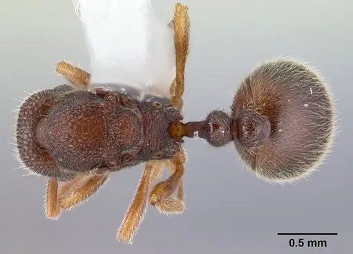 Rogeria stigmatica - CASENT0178413