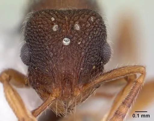 Rogeria stigmatica - CASENT0178413