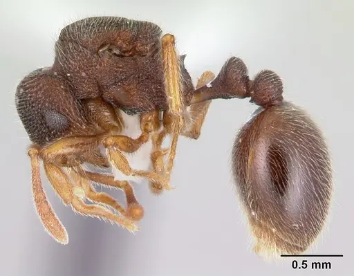 Rogeria stigmatica - CASENT0178413