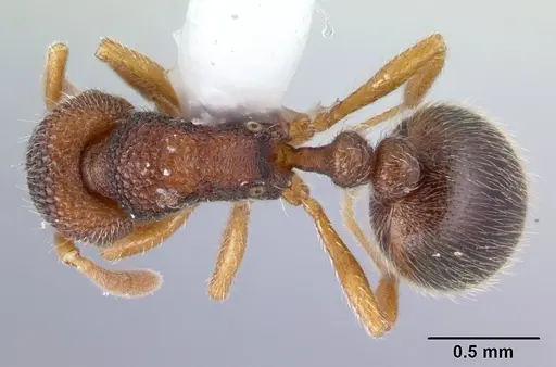 Rogeria stigmatica - CASENT0178414