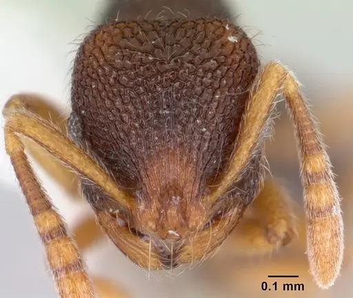 Rogeria stigmatica - CASENT0178414