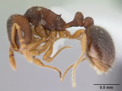 Rogeria stigmatica - CASENT0178414