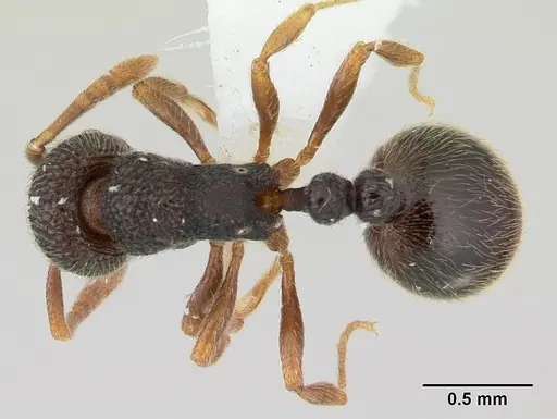 Rogeria stigmatica - CASENT0178447