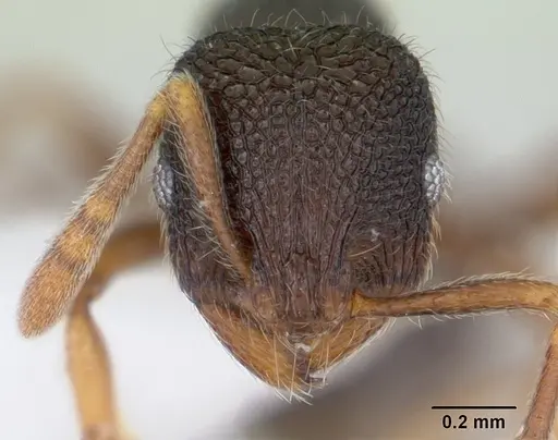 Rogeria stigmatica - CASENT0178447