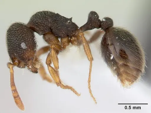 Rogeria stigmatica - CASENT0178447