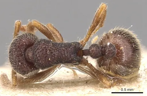 Rogeria stigmatica - CASENT0904781