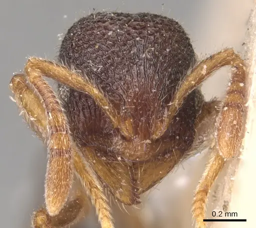 Rogeria stigmatica - CASENT0904781