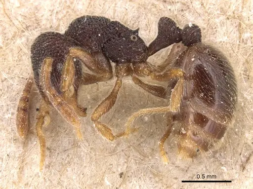 Rogeria stigmatica - CASENT0904781