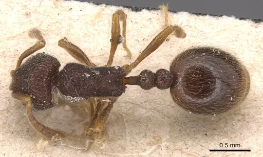 Rogeria stigmatica - CASENT0904782