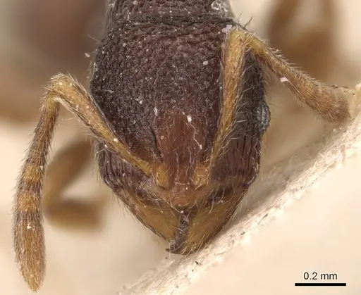 Rogeria stigmatica - CASENT0904782