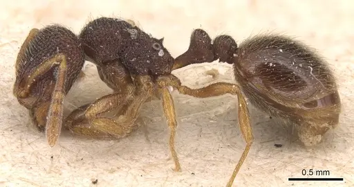 Rogeria stigmatica - CASENT0904782