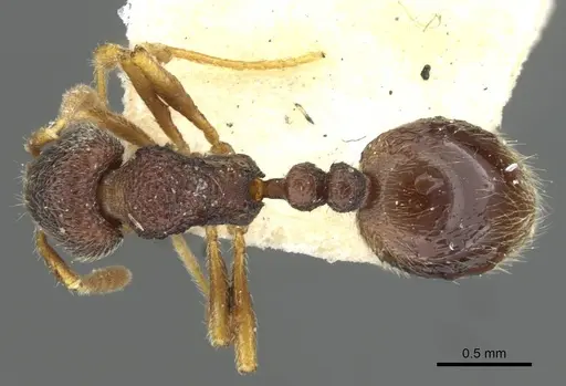 Rogeria stigmatica - CASENT0911234