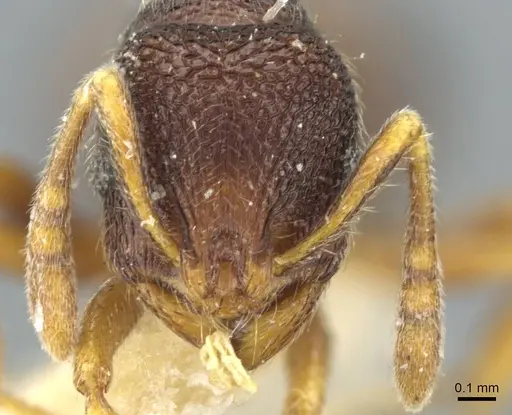 Rogeria stigmatica - CASENT0911234