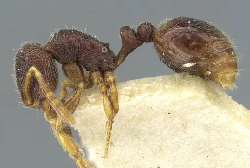 Rogeria stigmatica - CASENT0911234