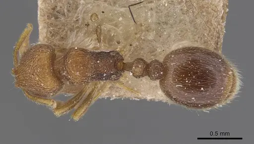 Rogeria stigmatica - CASENT0913966