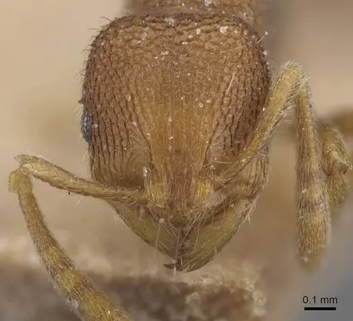 Rogeria stigmatica - CASENT0913966