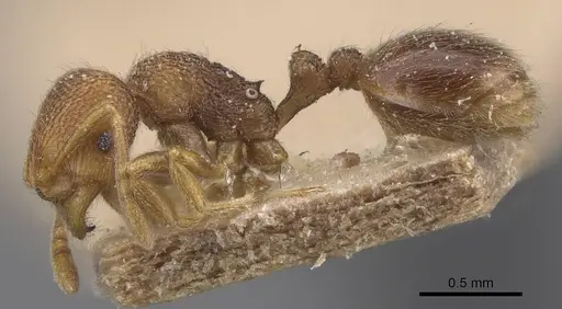 Rogeria stigmatica - CASENT0913966