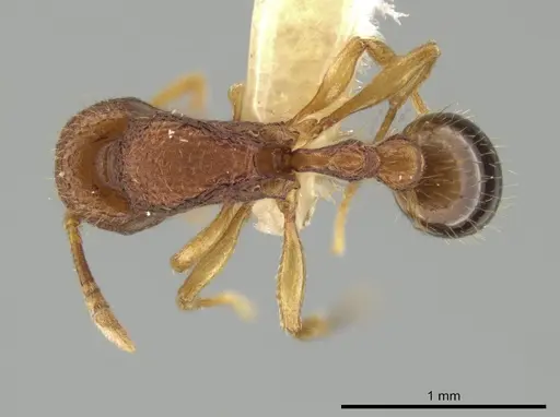 Rogeria subarmata specimen