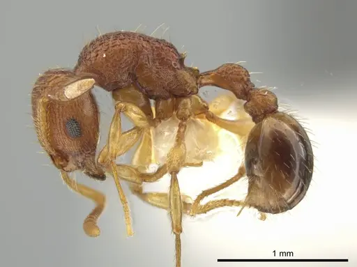 Rogeria subarmata specimen