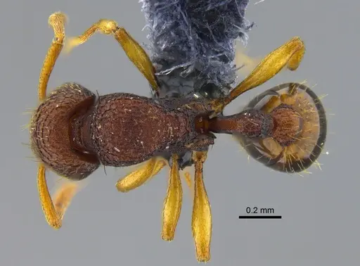 Rogeria subarmata - CBUMAGENT41963