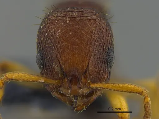 Rogeria subarmata - CBUMAGENT41963